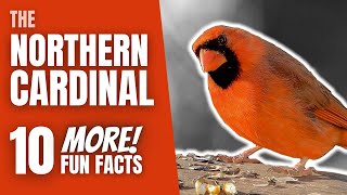 10 More FUN FACTS about the NORTHERN CARDINAL [upl. by Hgielrac298]