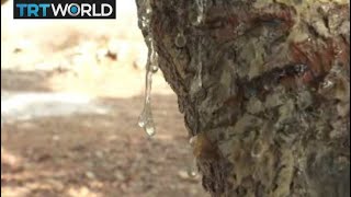 Chios Mastic Greek farmers make living cultivating rare crop [upl. by Bunnie440]