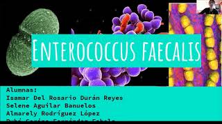 Enterococcus faecalis [upl. by Lasorella144]