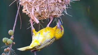 Bird building nest [upl. by Patman]