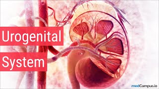 Embryology Urogenital System [upl. by Trygve]