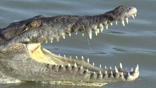 American Crocodiles in Florida [upl. by Ydnac467]