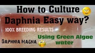 Daphnia MagnaHow to Culture Daphnia Easy wayCulturing Daphnia using Green water Daphnia [upl. by Bettina525]