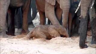 An elephant is born  Sheldrick Trust [upl. by Mersey]