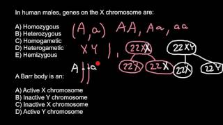 Definition of Homozygous Heterozygous Hemizygous [upl. by Ilac]