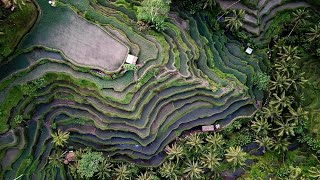 Tegalalang Rice Terraces  Ubud Bali  Drone  DJI Mavic Pro [upl. by Nilde]