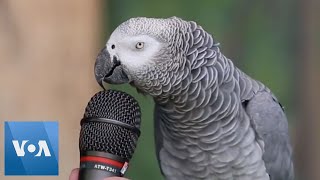 Talking Parrot  VOANews [upl. by Atinniuq]