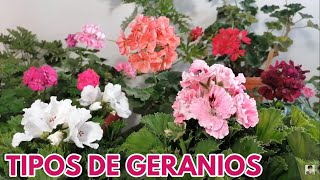 Tipos de geranios chuyito jardinero [upl. by Airetnuhs]