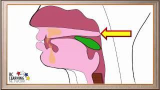 WCLN  The Pharynx and the Esophagus  Biology [upl. by Schmidt]