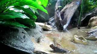 Indian Mudskipper Full Tank Video [upl. by Rossing]