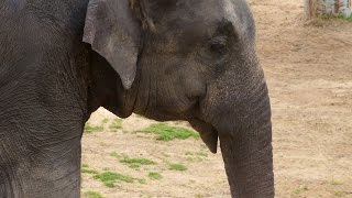 Do Elephants Really Like Peanuts [upl. by Milissa]