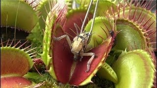 Venus Flytraps Eating Locusts in 4K UHD [upl. by Isola]