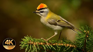 Firecrest Regulus ignicapilla Singing birds 4K Ultra HD [upl. by Omidyar308]