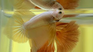 Betta Fish Flaring [upl. by Nac]