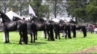 The KFPS Royal Friesian Horse [upl. by Crean]