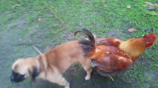 Perro se aparea con gallo [upl. by Yllil]