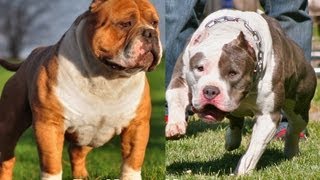 Masterpiece X Absolut Razors Edge American Bully Pitbull Puppies at 35 Weeks Old [upl. by Netsirc]