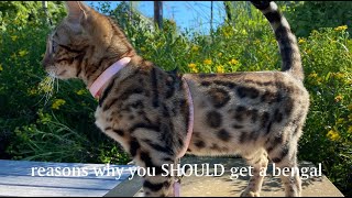 What having a Bengal Cat is like [upl. by Hoye]