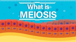 What is Meiosis  Animated Explanation [upl. by Llevrac13]