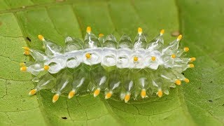 Jewel Caterpillar from the Amazon rainforest of Ecuador [upl. by Adoh]