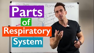 Parts of the Respiratory System  Overview [upl. by Einoj]