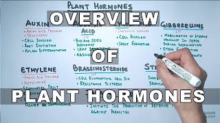 Plant Hormones  Types and Functions [upl. by Redmer]