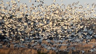 Flock of birds flying with sounds [upl. by Alleahcim]