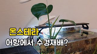 몬스테라 수경재배 어항에서 키우기 어렵나요 [upl. by Hewet]