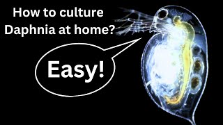 BEST Live Fish Food Beginner guide How to Culture Daphnia at home [upl. by Anna-Diane]