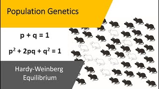 Population Genetics  Hardy Weinberg Equilibrium [upl. by Fezoj]