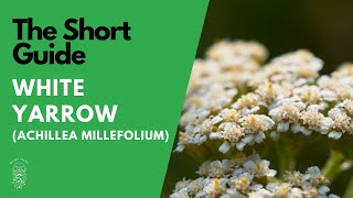 The Short Guide to the White Yarrow Achillea Millefolium [upl. by Senga]