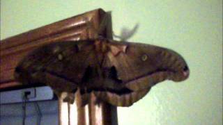 Giant Polyphemus Moth the Size of a Bird [upl. by Lauro]