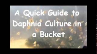 How to culture daphnia outside [upl. by Auria842]