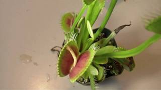 Venus Flytraps Eating [upl. by Worrad]