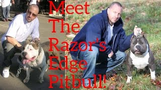 What Is A Razors Edge Pitbull [upl. by Mail117]