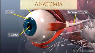 Anatomia do Olho [upl. by Atima698]