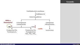 Antiinflamatorios No Esteroideos y Paracetamol [upl. by Betteanne]