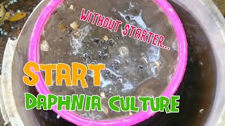 How to culture daphnia moina the easy way 1  Starting the Daphnia culture [upl. by Harrak413]