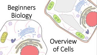 Beginners Biology Overview of Cells [upl. by Lenra]