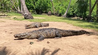 La Ventanilla Oaxaca México 🐊 [upl. by Elocen956]