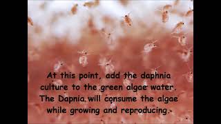 Daphnia  How to grow daphnia in your home [upl. by Julissa]