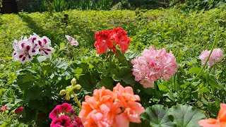 GERANIUM CARE BASICS  GERANIUM TYPES  HOW TO GARDEN [upl. by Erdman]