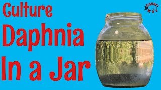 How to Culture Daphnia in a Jar [upl. by Akceber]