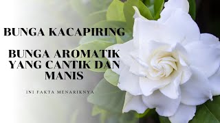 Fakta Bunga Kacapiring [upl. by Callery]