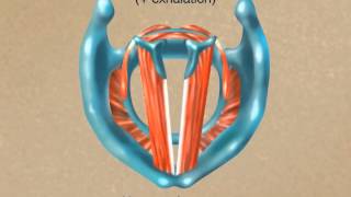 How the Larynx Produces Sound [upl. by Er435]