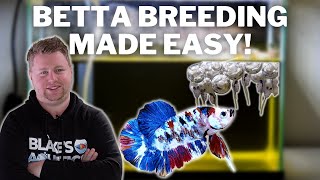 EASY How to Breed Bettas Step by Step [upl. by Annaili]