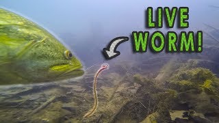 Do Bass Actually Eat Worms  GoPro Live Worm Footage [upl. by Mignonne]