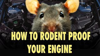 How to Rodent Proof Your Engine  The Easy Way [upl. by Philippe]