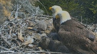 Earthquake California 53 Caught Live On Bald Eagle Nest Cam Sauces Canyon Channel Islands 4518 [upl. by Robinson]