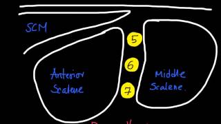 Nugget 12How to identify Phrenic nerve [upl. by Layap]